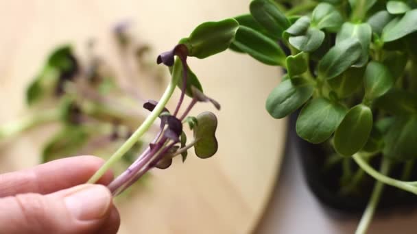 Ramo Microgreens Recién Cortados Sango Rábano Girasol Las Manos Una — Vídeos de Stock