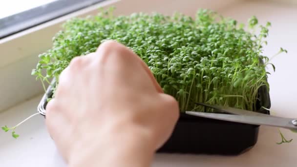 Corte Ensalada Berros Microgreens Cultivados Casa Alféizar Ventana Manos Cerca — Vídeos de Stock