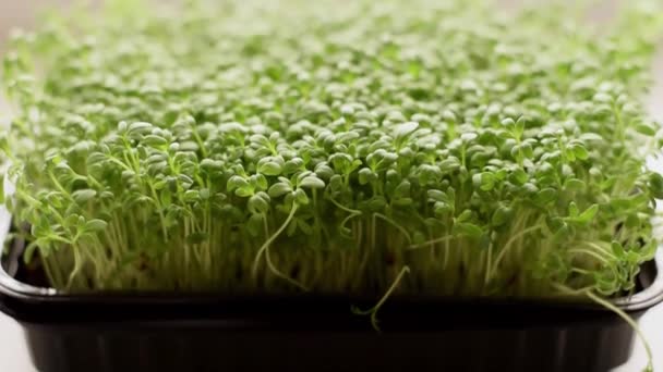 Wasserkresse Salat Mikrogemüse Das Einem Tablett Auf Der Heimischen Fensterbank — Stockvideo