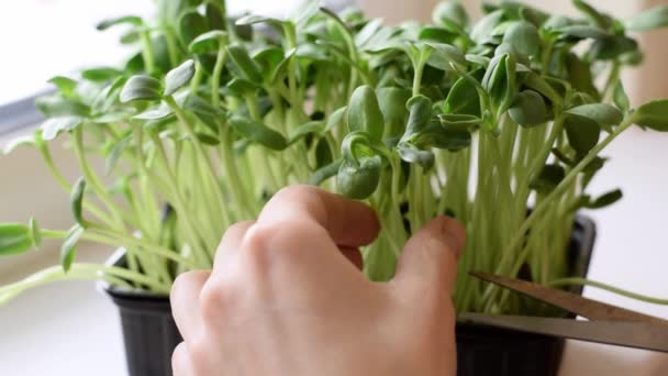 Corte Microgreens Girasol Cultivados Casa Alféizar Ventana Manos Cerca Cámara — Vídeos de Stock