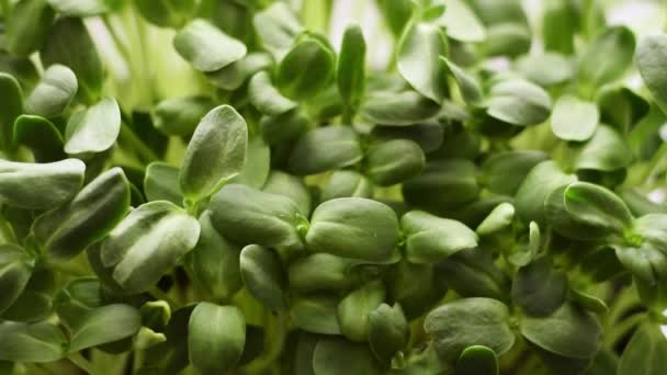 Microgreens Tournesol Fermer Mouvement Lent Concept Une Alimentation Saine Concept — Video