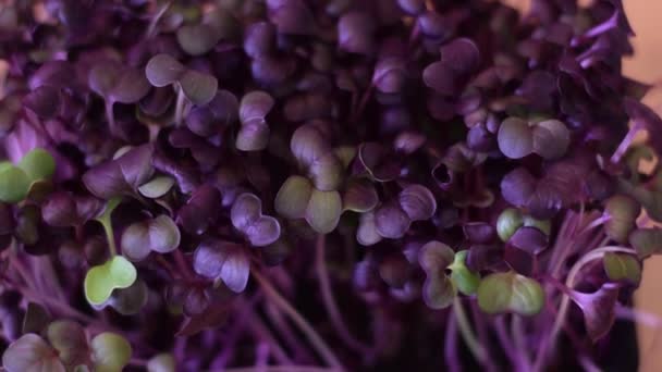 Radish Sango Microgreens Purple Leaves Close Powolny Ruch Koncepcja Zdrowego — Wideo stockowe