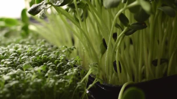 Microgreens Girasol Ensalada Berros Cultivados Una Bandeja Una Ventana Casera — Vídeos de Stock