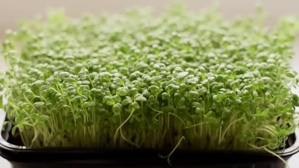 Los Microgreens Ensalada Berros Crecen Una Bandeja Alféizar Ventana Del — Vídeos de Stock