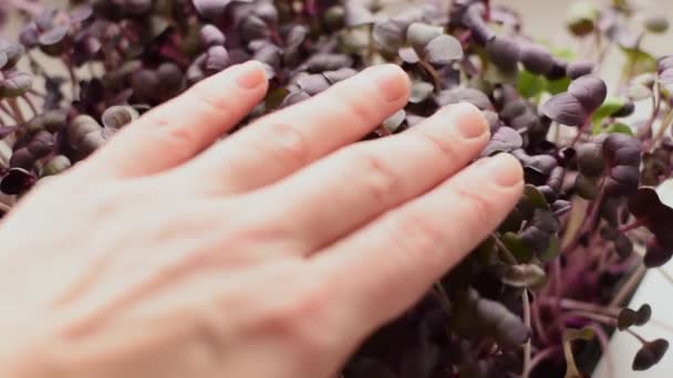 Radish Sango Microgreens Purple Leaves Close Χαμηλή Κίνηση Έννοια Της — Αρχείο Βίντεο