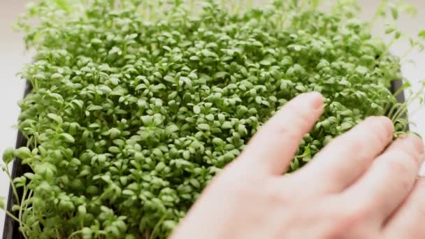 Watercress Σαλάτα Microgreens Close Αργή Κίνηση Έννοια Της Υγιεινής Διατροφής — Αρχείο Βίντεο