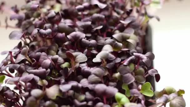 Radish Sango Microgreens Close Moción Lenta Concepto Alimentación Saludable Concepto — Vídeos de Stock