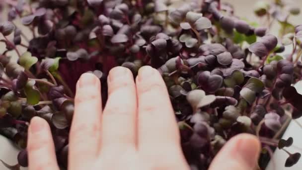 带有紫色叶子的深红色沙果微绿色特写 慢动作 健康饮食的概念 素食的概念 家庭园艺 — 图库视频影像