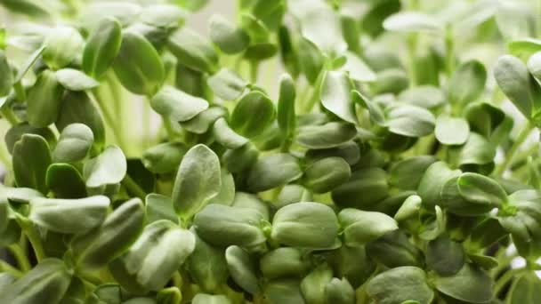 Microgreens Girasol Cultivados Una Bandeja Una Ventana Casera Cámara Lenta — Vídeos de Stock