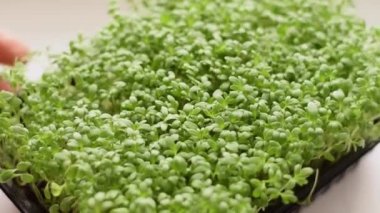 Su teresi salatası mikroyeşillikleri bir ev penceresinin tepsisinde yetişir. Düşük hareket, yakın çekim. Sağlıklı beslenme kavramı, vegan kavramı..