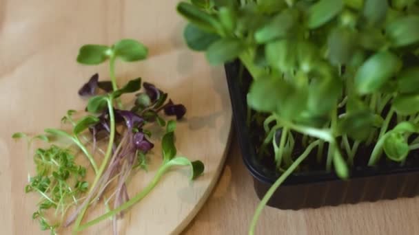 Microgreens Girasol Primer Plano Moción Lenta Concepto Alimentación Saludable Concepto — Vídeos de Stock