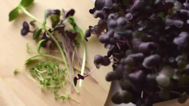 Radish Sango Microgreens Met Paarse Bladeren Close Slow Motion Het — Stockvideo