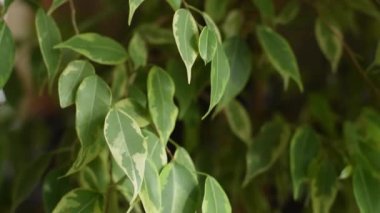 Ficus benjamin yakın plan. Ev bahçeleri ve ev bitkilerinin bakımı konsepti. Şehir ormanı, biyofili konsepti.