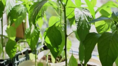 Pencere kenarında biber tohumları. Ev bahçesi kavramı. Seçmeli odaklanma..