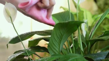 Islak spathiphyllum yapraklarını pembe peçeteyle silen ellerin yakın çekimi. Evde bahçıvanlık ve kapalı alandaki bitkilerin bakımı. Şehir ormanı, biyofili konsepti.