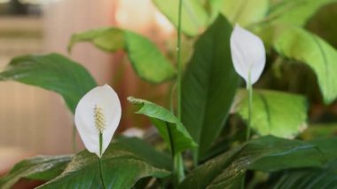 Sprey bir silahtan. Evde bahçıvanlık ve kapalı alandaki bitkilerin bakımı. Şehir ormanı, biyofili konsepti. Yaklaş, yavaş çekim..