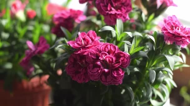 Цветущие Красные Розовые Гвоздики Внутри Помещения Кастрюле Подоконнике — стоковое видео