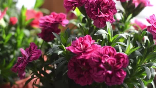 Blooming Red Pink Indoor Carnation Pot Windowsill Home Gardening — Stock Video