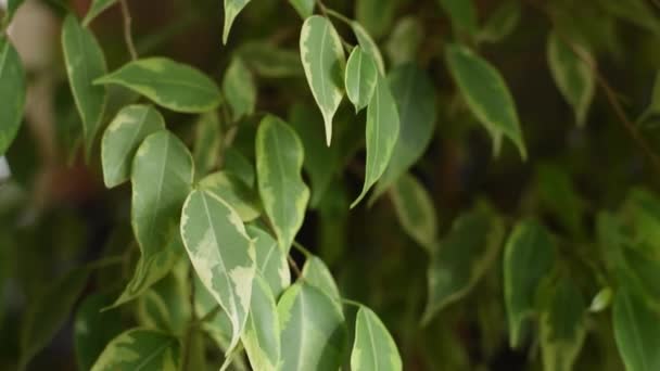 Ficus Benjamin Close Slow Motion Conceito Jardinagem Casa Cuidado Plantas — Vídeo de Stock