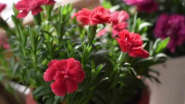 Clavel Interior Rojo Rosa Floreciente Una Olla Alféizar Ventana Jardinería — Vídeos de Stock