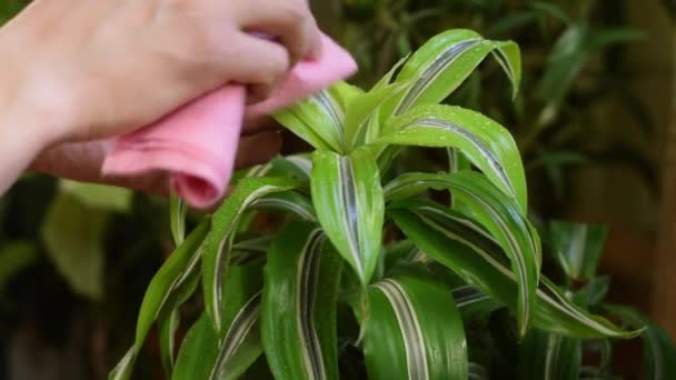 Zbliżenie Rąk Wycierających Mokre Liście Dracaeny Różową Serwetką Koncepcja Ogrodnictwa — Wideo stockowe