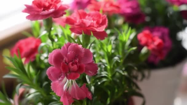 Kwiat Czerwono Różowy Kryty Goździk Garnku Parapecie Home Ogrodnictwo — Wideo stockowe