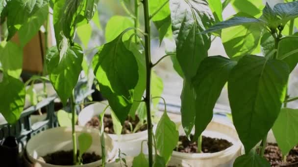 Paprika Sämlinge Auf Der Heimischen Fensterbank Home Gardening Konzept Selektiver — Stockvideo