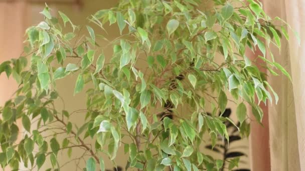 Spruzzare Ficus Una Pistola Spruzzo Casa Concetto Giardinaggio Domestico Cura — Video Stock