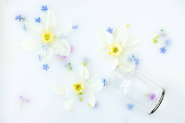 Yaratıcı çiçek arkaplanı. Nergis çiçekleri, unutma beni çiçekleri ve süt içinde yüzen cam vazo. Üst görünüm, seçici odaklanma..