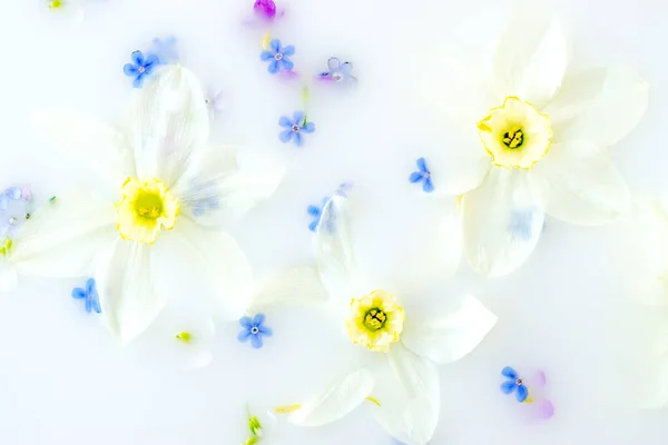 Креативний Квітковий Фон Дафоділ Квіти Плавають Молоці Вид Зверху Вибірковий — стокове фото