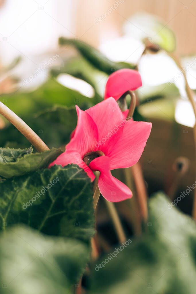 Blooming pink cyclamen close-up.Home decor.Indoor plant concept.Selective focus with shallow depth of field.
