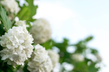 Gökyüzünde çiçek açan dekoratif viburnum 'un beyaz infloresanları. Doğal çiçek arkaplanı. Uzayı kopyala, sığ alan derinliği olan seçici odak..