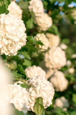 Çiçek açan dekoratif canlının beyaz kızılötesi yüzdeleri. Doğal çiçek arkaplanı. Sığ alan derinliği olan seçici odak..