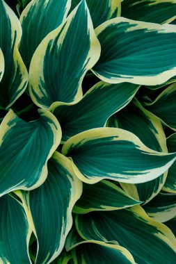 Çeşitli Hosta 'lar yakın planda ayrılıyor. Doğal çiçek arkaplanı. Üst manzara, seçici odaklanma..