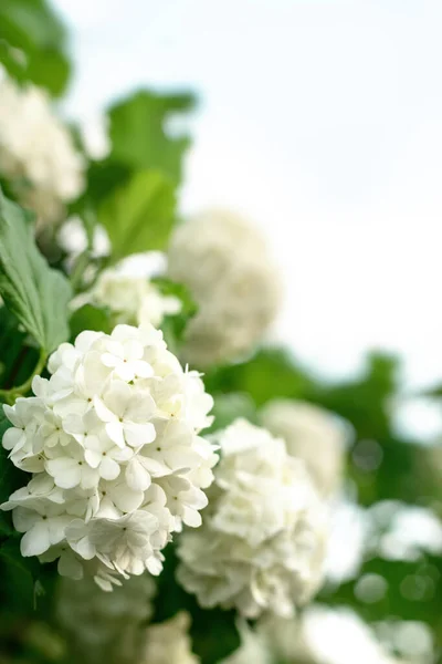 Weiße Blütenstände Von Blühenden Dekorativen Viburnum Auf Dem Himmel Background — Stockfoto