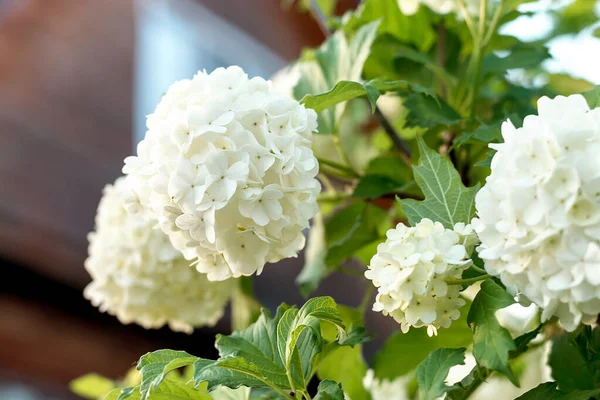 Bílé Květy Kvetoucí Dekorativní Vibrace Přírodní Květinové Pozadí Rozmazaný Dřevěný — Stock fotografie