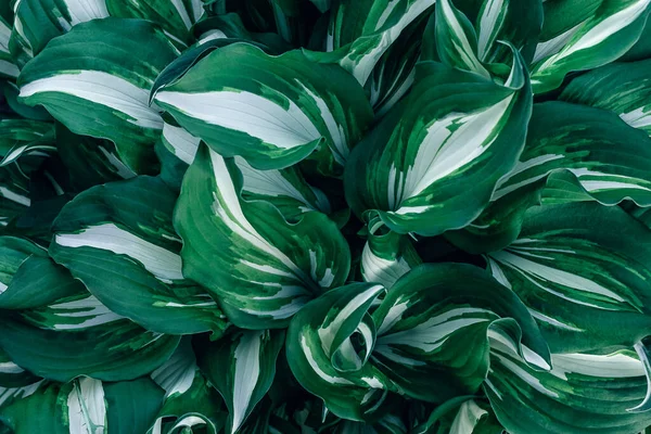 Variegated Hosta Leaves Close Natural Floral Background — стокове фото