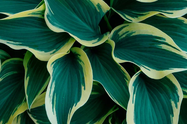 Foglie Hosta Variegate Primo Piano Sfondo Floreale Naturale Vista Dall — Foto Stock