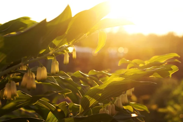 Λουλούδια Και Φύλλα Από Polygonatum Στις Ακτίνες Του Ήλιου Που — Φωτογραφία Αρχείου