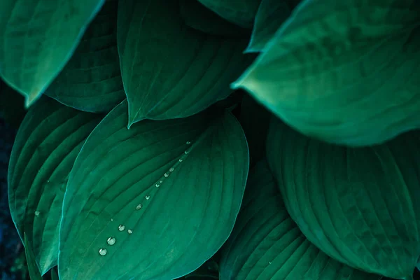 Folhas Hosta Com Gotas Água Close Fundo Floral Natural Vista — Fotografia de Stock