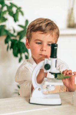 Beyaz üniformalı küçük bir çocuk, laboratuardaki yeşil yapraklı mikroskopa bakıyor. Okul konseptine geri dönüyor.Genç bilim adamları. Anaokulu ve çocukların okul eğitimi..