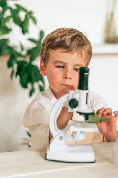 Little boy in white uniform looks into the microscope on the green leaf in a home laboratory.Back to school concept.Young scientists.Natural sciences.Preschool and school education of children.