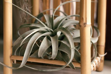 Tillandsia Xerographica bambu standında. Ev bahçesi. Biyofil tasarımı. Şehir ormanı..