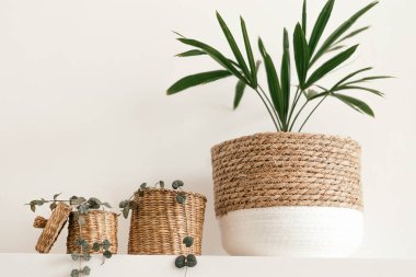 Beyaz bir duvara karşı bir raftaki yaratıcı bitkilerin içinde kapalı bitkiler. Ev tasarımları. Biyohilya tasarımı. Şehir ormanı..