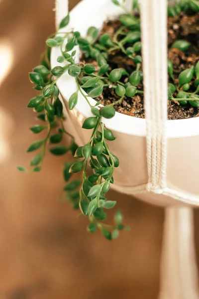 Senecio Rowleyanus Dalam Pot Keramik Putih Tergantung Planter Home Gardening — Stok Foto