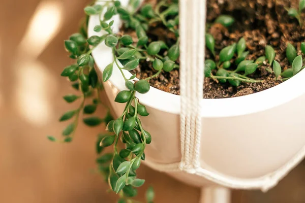 Senecio Rowleyanus Dalam Pot Keramik Putih Tergantung Planter Home Gardening — Stok Foto