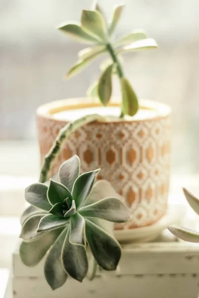 Succulent Dalam Pot Kreatif Rumah Windowsill Close Home Interior Design — Stok Foto