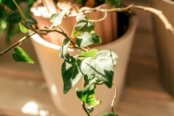 Ivy Indoor Dalam Pot Cahaya Close Home Gardening Biophillia Design — Stok Foto