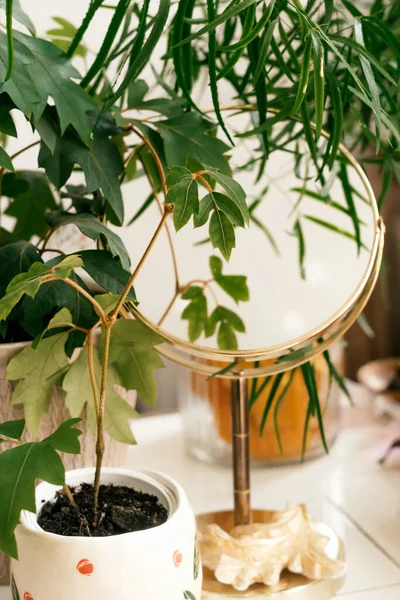 Potted Houseplants Mirror Decorative Frame Table Home Interior Biophillia Design — Stok Foto