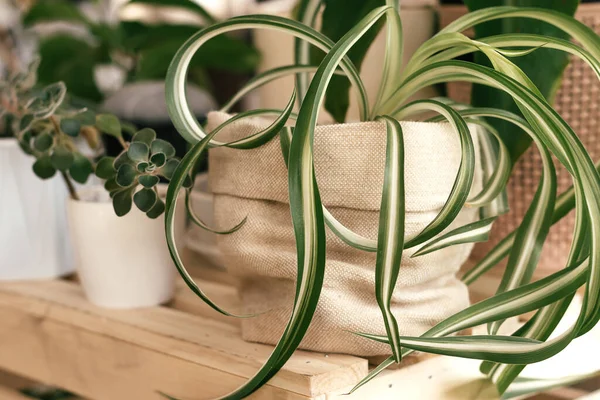 Klorophytum Dalam Pot Goni Kreatif Dan Lezat Dalam Putih Keramik — Stok Foto